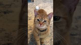 pets cat cutepetsshorts cutecat cutedog funnypetvideos nature funnyanimal dog animals [upl. by Sesylu]