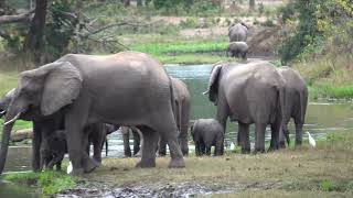 2022 Lower Zambezi Elephant Clips [upl. by Davine920]