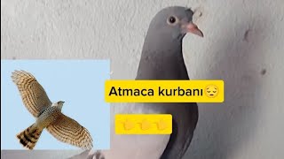 YAVRU ÖN TEPE GÖKÜ ATMACA ALDI 😔ampKUŞLARDA SON DURUMLAR🇹🇷🧿🕊 [upl. by Esiled189]