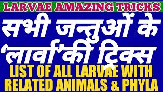 AMAZING TRICKS To MEMORIZE All LARVA Related ANIMALS And Their PHYLA  LIST OF LARVAE OF ANIMALS [upl. by Liagibba]