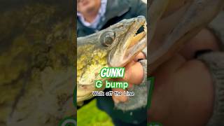 GUNKI POWER fishing gunki fish catchandrelease illex happy zanderangeln zanderfishing [upl. by Bolanger]