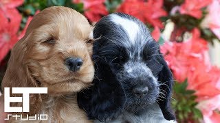 English Cocker Spaniel  Puppies [upl. by Zeni]