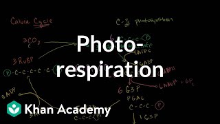 Photorespiration [upl. by Korie]