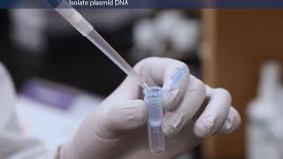 How to Purify Molecular Grade Plasmid DNA [upl. by Ainocal]