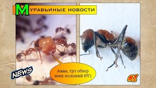 Муравьиные новости 1  Обзор всех колоний [upl. by Cyler]