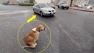 Mama dog knelt in the rain and begged every passing car to save her puppies [upl. by Eniarral]