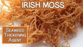 Irish Moss Seaweed A Nutritious Thickening Agent [upl. by Florian]