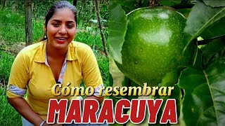 Paso a paso aprende la forma correcta de resembrar tu plantación de maracuyá [upl. by Cott]