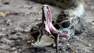 Python vs Python 02  Python eats Python  Time Lapse [upl. by Reichel375]