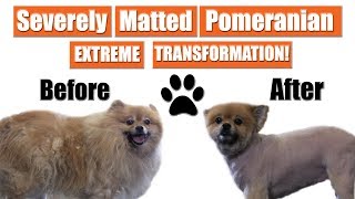 Matted Pomeranian Gets Shaved  Pet Grooming Transformation [upl. by Airres]