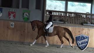 Sanctos 2018 Rhinelander gelding [upl. by Ingeborg]