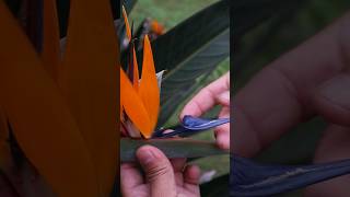 Polinizacion manual de la Strelitzia reginae  Ave del Paraíso  Hand pollination [upl. by Adrial646]