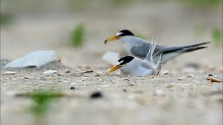 Least Tern feeding Chick [upl. by Alemrac]