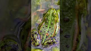 Glass Frog  Discovery Fascinating Facts and Safety Tips [upl. by Einnoc862]