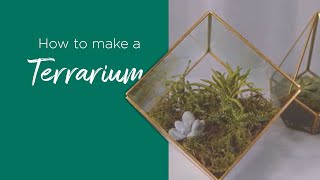 How to Make a Terrarium [upl. by Enenaj164]