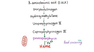 Heme Synthesis Pathway — Biochemistry and Hematology [upl. by Byrann]