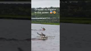 The Ultimate Showdown Ghazaal vs Alligator in the Ocean wildlife viralshorts [upl. by Rundgren525]