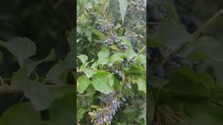 Berberis aristata wild edible species of Himalayan blueberries 😋🫐 medicinal plant [upl. by Dolloff]