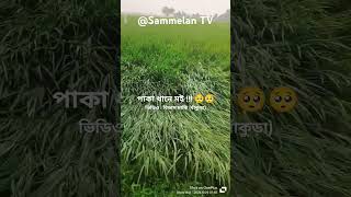 bankura news rice bengali farmer dana cyclone shortvideo [upl. by Mw]