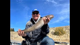 Burbot  Catching Filleting and Preparing Burbot Ceviche [upl. by Julis]