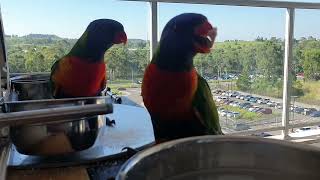 Australian Rainbow Lorikeets Campbelltown [upl. by Jabin518]