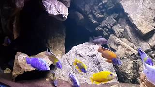 Malawi Cichlid Tank 1 Rock Cave 20140117 [upl. by Annaiek]