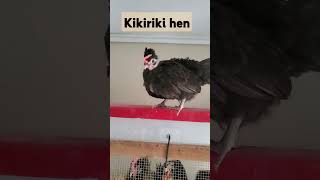 Kikiriki chicken petchickens chickenlovers [upl. by Sotsirhc]