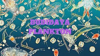 Cara budidaya phytoplankton zooplankton chlorella rotifera dan spirulina di rumah [upl. by Iv]