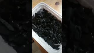 How to breed thousands of springtails pets terrarium bioactive crestedgeckos reptiles [upl. by Ardnahc]