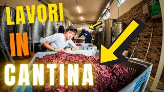 Vendemmia 2020  Lavorazioni in Cantina  Pressa Enologica  Vinificazione  Filips Country [upl. by Dlaregztif726]