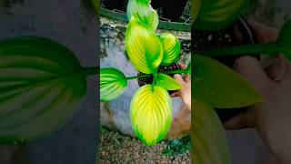 Hosta Pictum Tricolor amp Variegated ZZ variegatedplants houseplant trending [upl. by Ramgad]