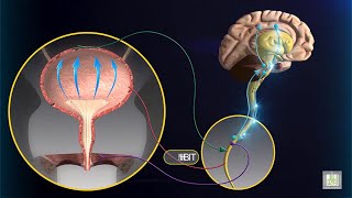 Micturition Reflex  animation [upl. by Eatnoj]