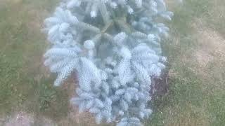 Abies Procera Glauca  Incredible Tree short [upl. by Mercorr]