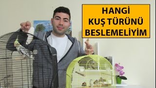 Hangi Kuş Türünü Beslemeliyim [upl. by Yecnahc]