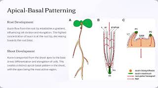 Polar Auxin Transport The Key to Plant Growth MiniLecture [upl. by Uyekawa]