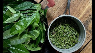 MAKING TEA IN CANADA  INSPIRED BY MUSASHIS MIMASAKA BANCHA [upl. by Niall705]