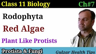 Rodophyta  Red algae  plants like protists  class 11th biology [upl. by Newra523]