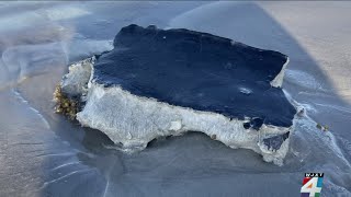 8 pieces of endangered leatherback turtle mysteriously turn up on Jax Beach FWC investigating [upl. by Misty]