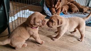 Dogue de Bordeaux Puppies Play Fight adorable cute 😍 [upl. by Nuawad349]