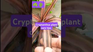 cryptanthus plant sadabaharflower gardenning gardenplants plants gardningtips [upl. by Zurkow]