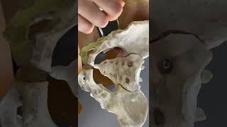 Demonstrate the landmarks and diameters of fetal skull amp female pelvis [upl. by Chrissa282]