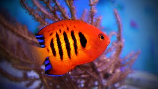 Flame Angelfish Centropyge loricula [upl. by Reece171]