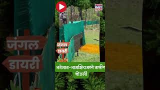 Navegaon Nagzira Tiger नवेगावनागझिरा व्याघ्र प्रकल्पामध्ये वाघीण सोडली वन विभागाचा अभिनव प्रयोग [upl. by Ilatfan]