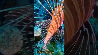 fantadticbrightlycoloredlionfishshortspteroisantennatascubavideographymoalboalcebu🇵🇭 [upl. by Malka227]