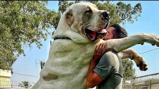 Top 20 Giant Dog Breeds Biggest dogs in the World [upl. by Hilel313]