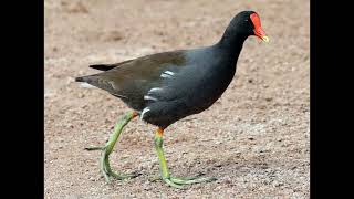 Gallinula galeata Common Gallinule [upl. by Nennahs]