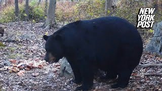 NJ hunter kills 770pound black bear setting state record Smartest animal Ive chased [upl. by Dobb]