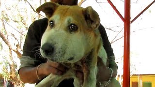 Dog dizzy with pain from swollen head rescued [upl. by Airdnahs474]