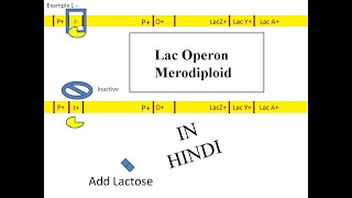 Lac operon Merodiploid in Hindi [upl. by Cod510]