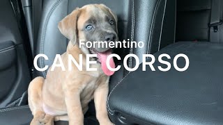 Cane Corso Italian Mastiff formentino puppy 8 weeks old [upl. by Enilrae404]